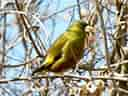 鳥類図鑑・カワラヒワ 10